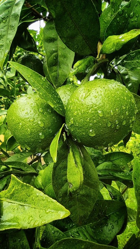 Photograph by Наталья Рау