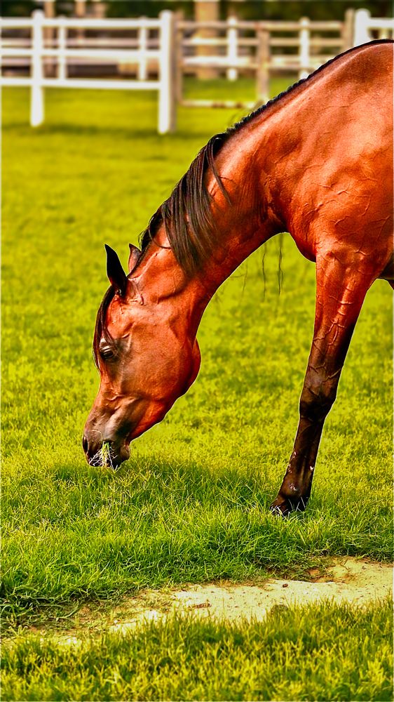 Фотография автора Sarrah Yehia