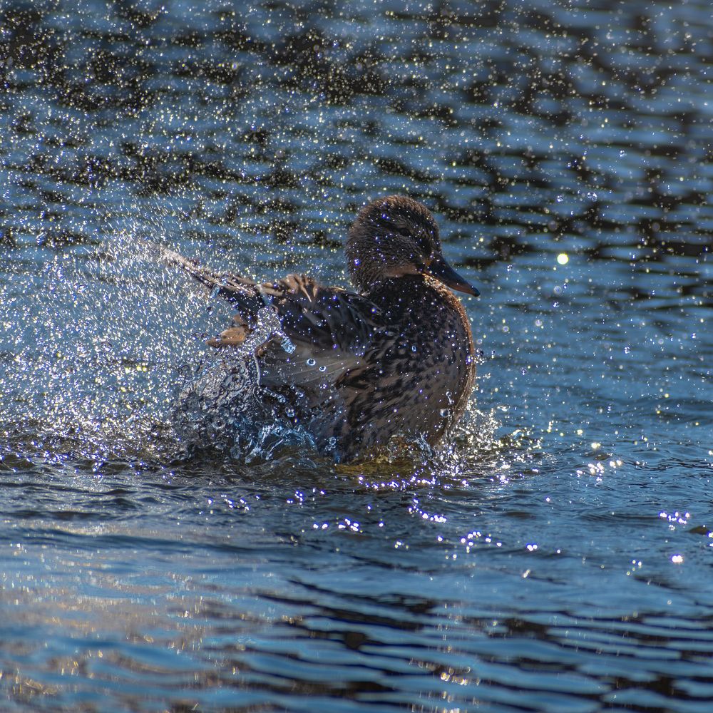 Photograph by Милан Ђорђевић