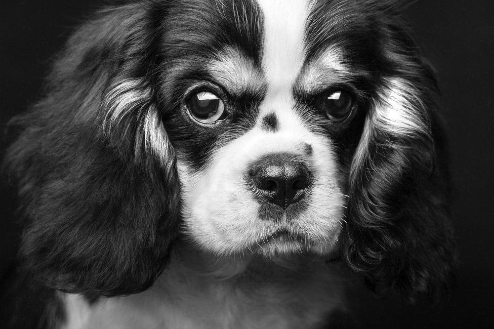 Портрет друга