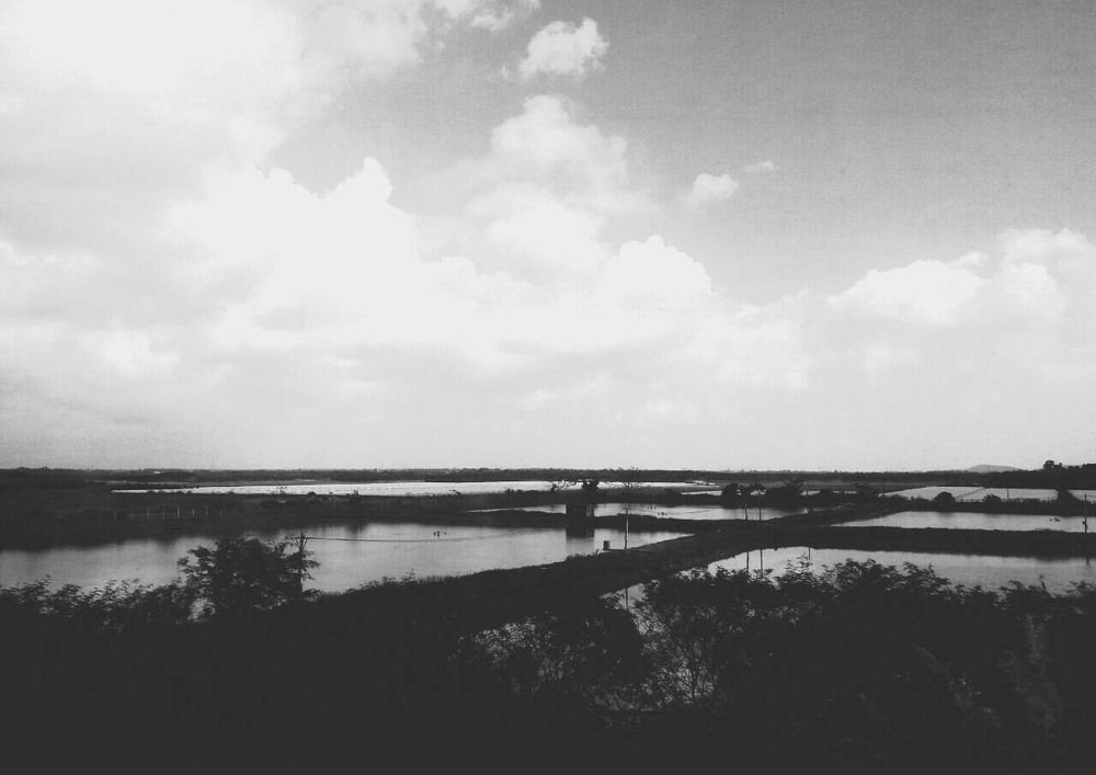 Рисовое поле