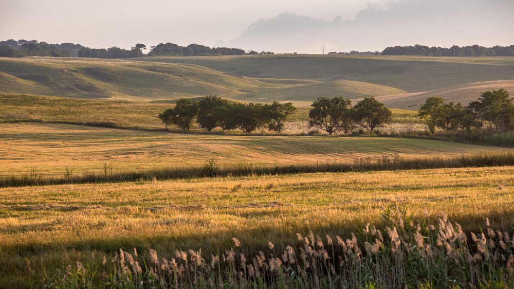 Золотые шелка полей...