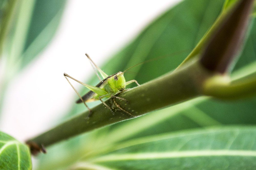 Маскировка