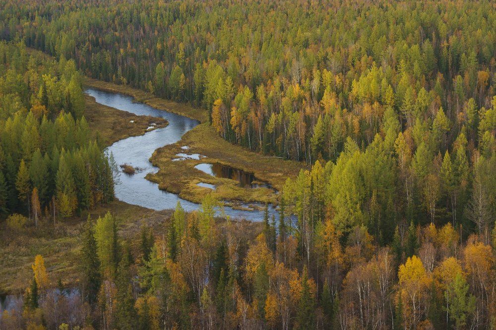 Тайга в сентябре