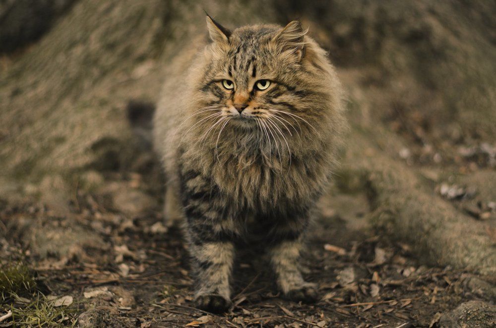 Лесной охотник