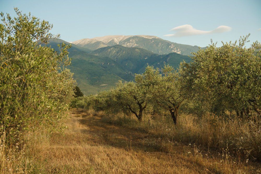 Олимп и оливковый сад