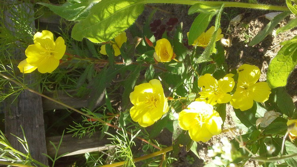 Природа в вологде