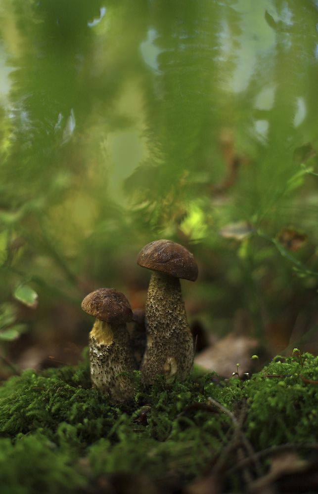 Семейка на прогулке.