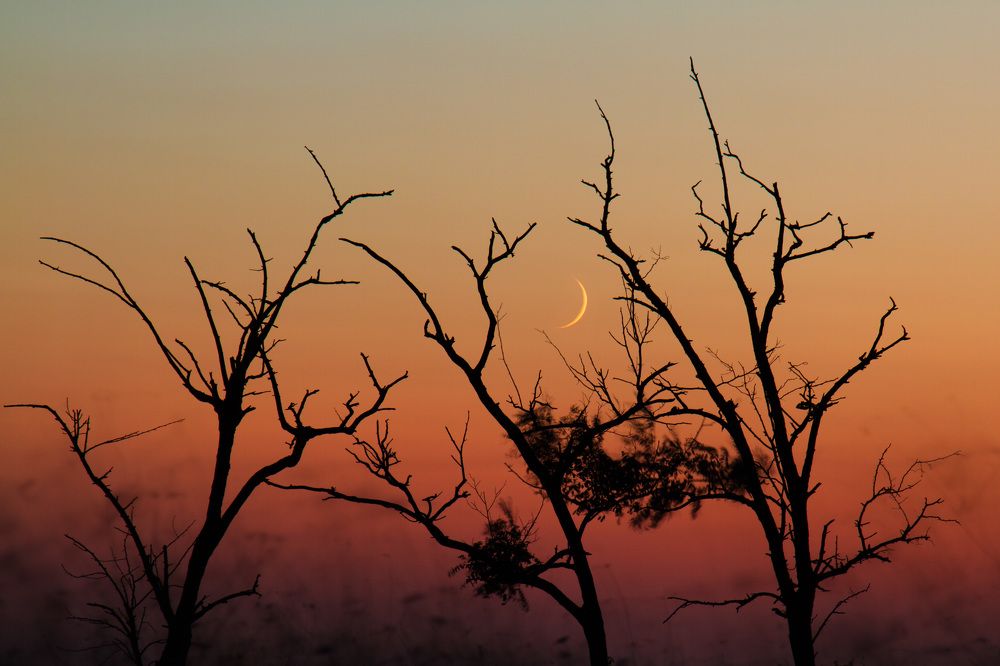 Запутался месяц в ветвях