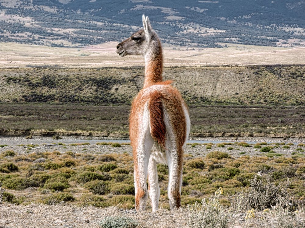 Not Impressed Guanaco