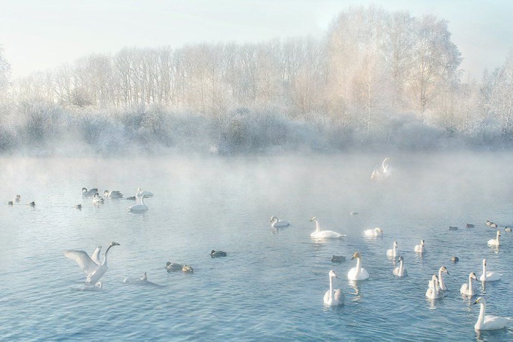 Лебединое озеро. Алтайский край