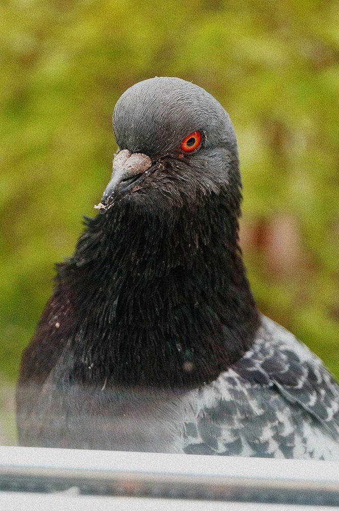 Братья наши меньшие