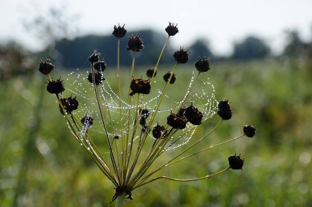 Утро в поле