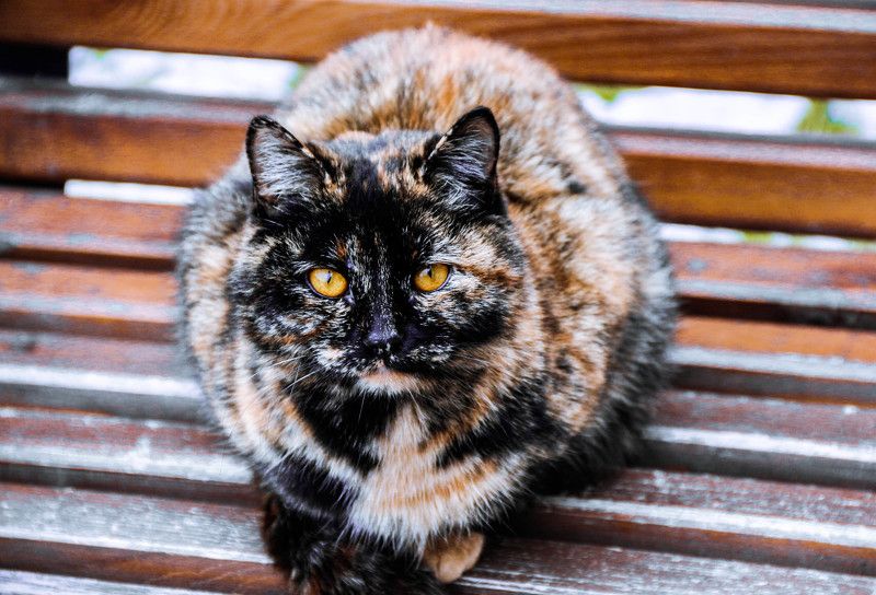 Anna Marchenko, Russia