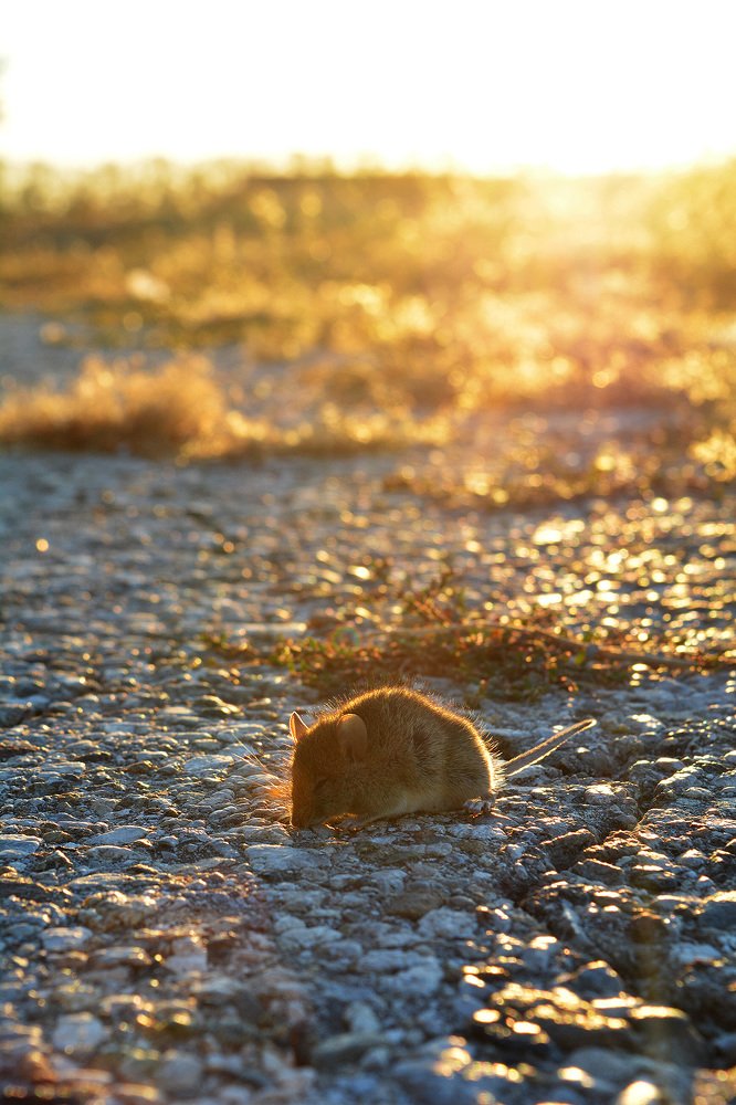 Маленький гость