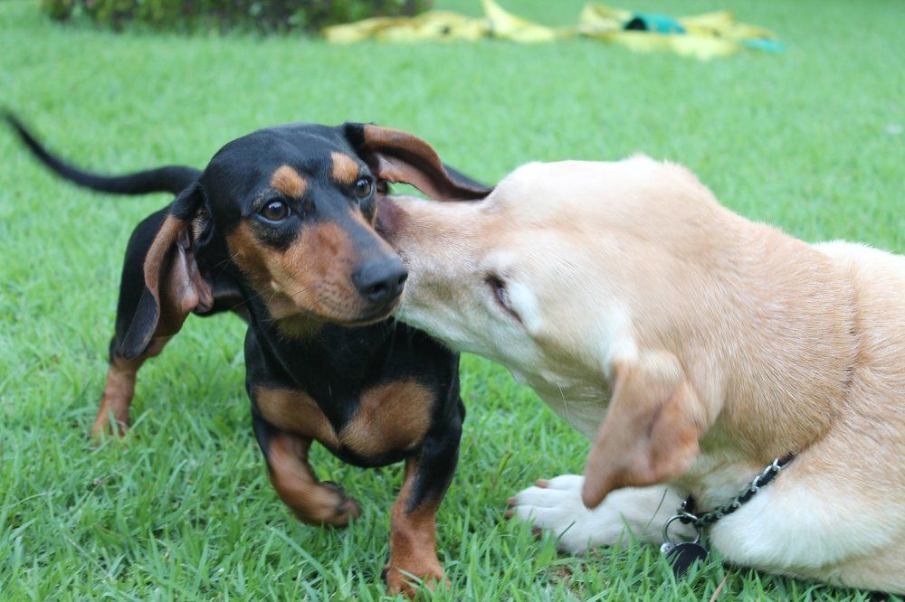 Animal Love