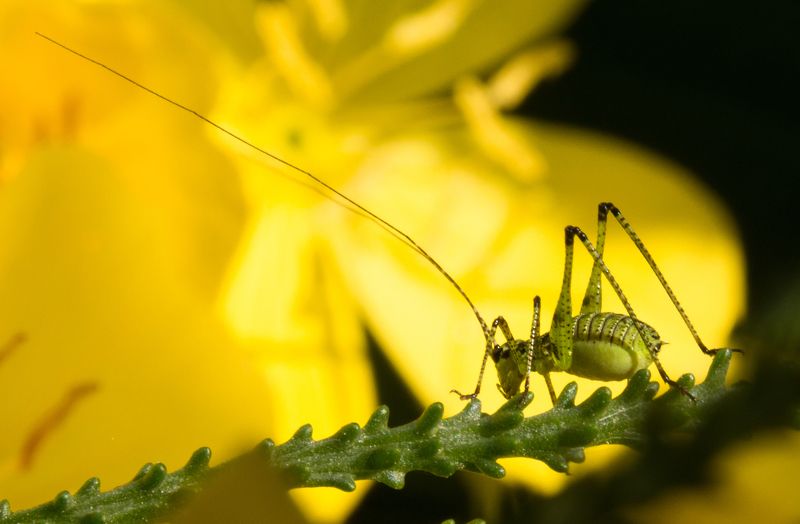 Александр Кулагович, Ukraine