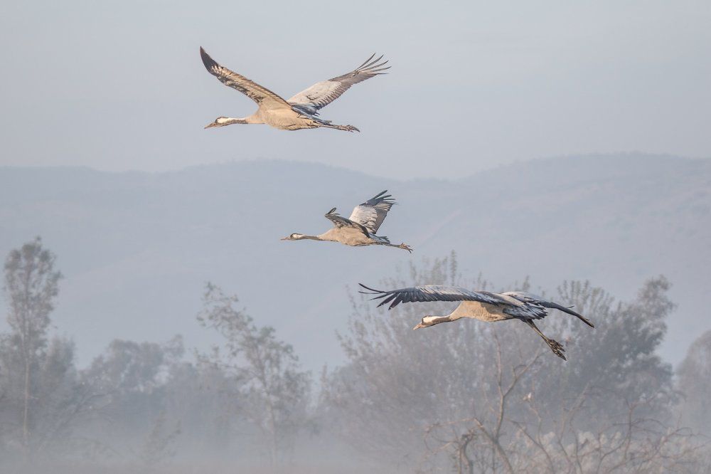 Семейство Журавушек в полёте...