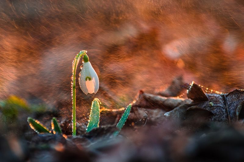 Jānis Paļulis, Latvia