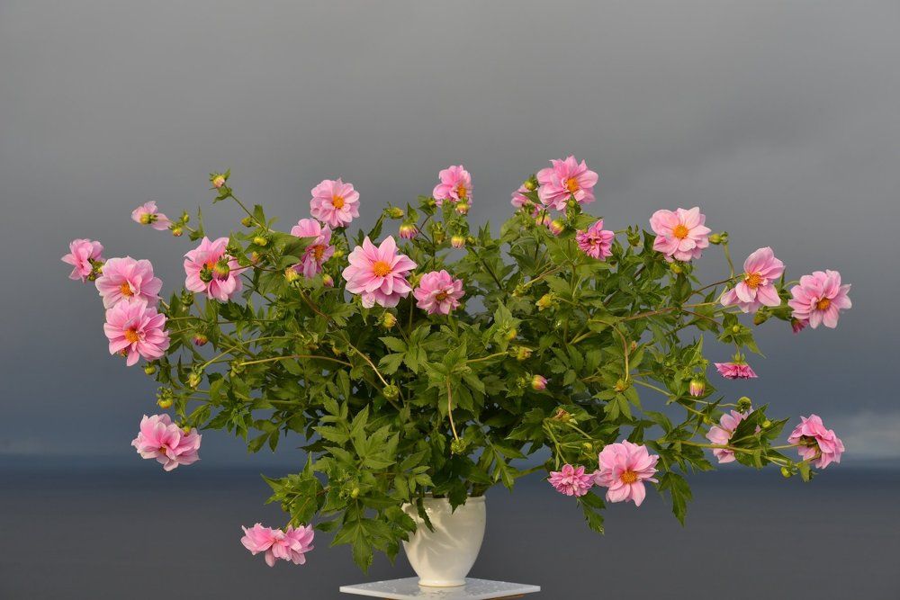 Холодные георгины с Галёвских садов.