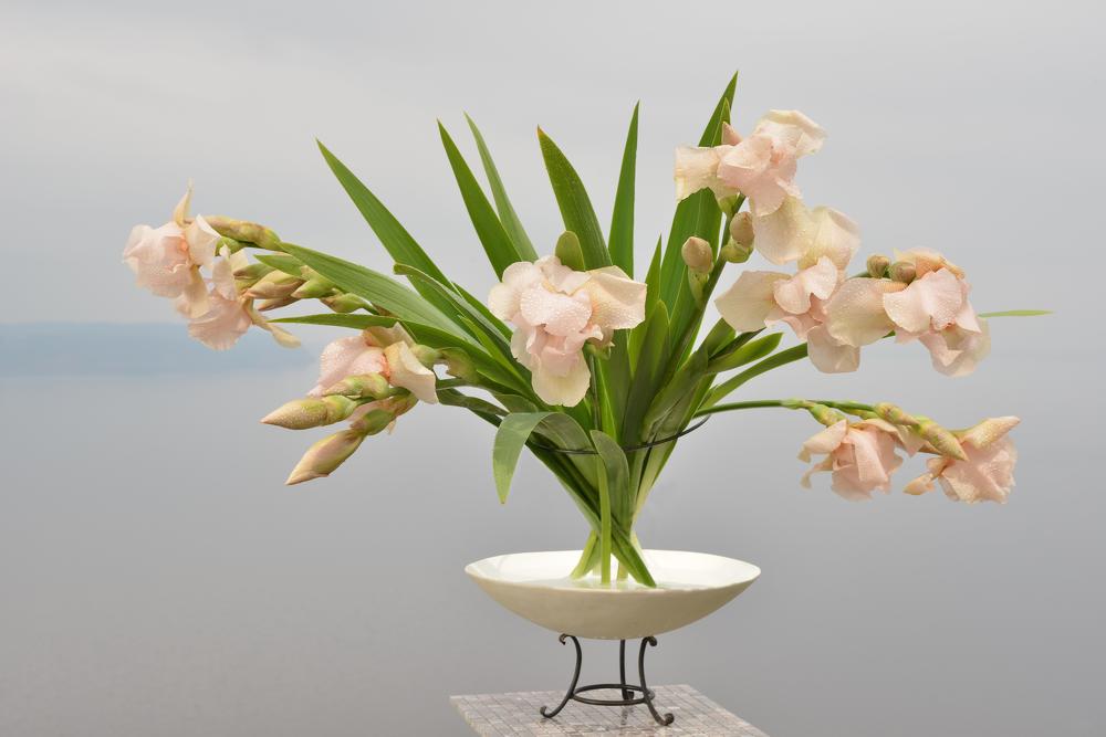 Ирисовое утро.