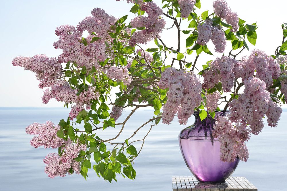 Благоухание света!