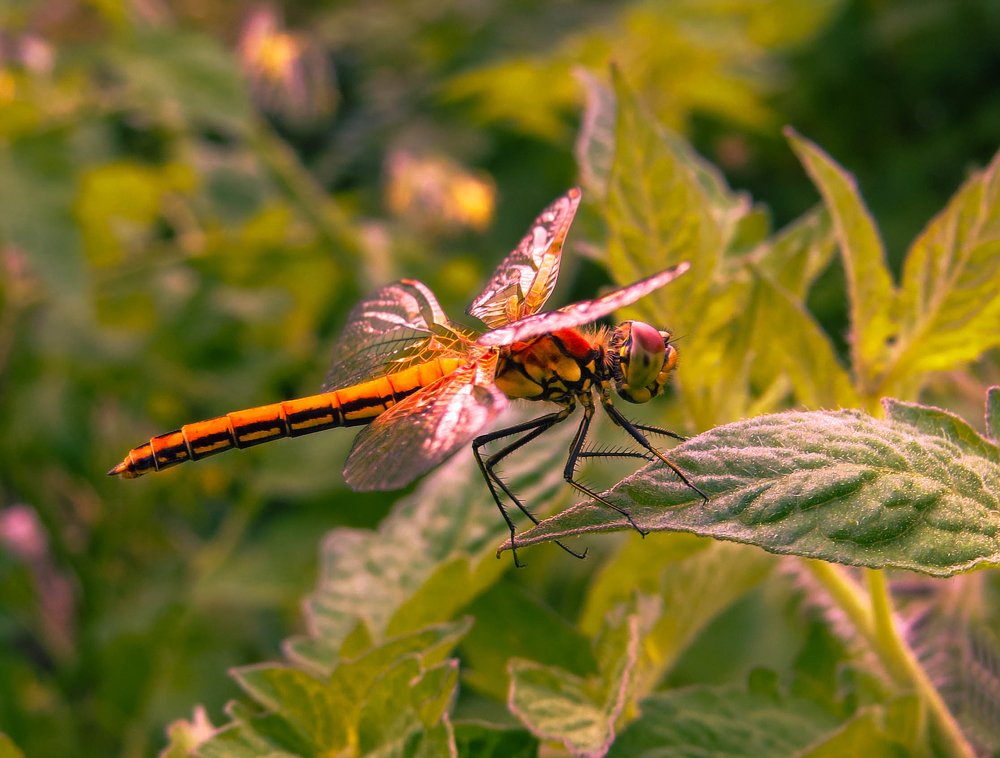 В вечернем свете