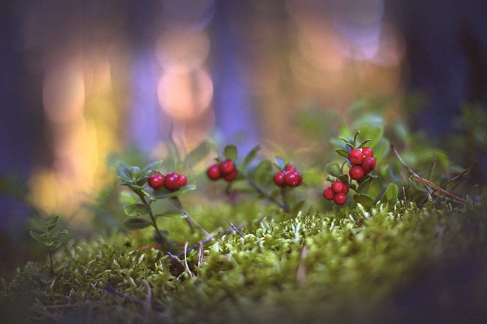 В осеннем лесу.