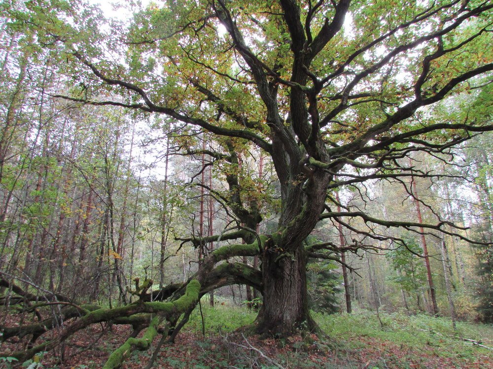 У Лукоморья дуб зеленый...