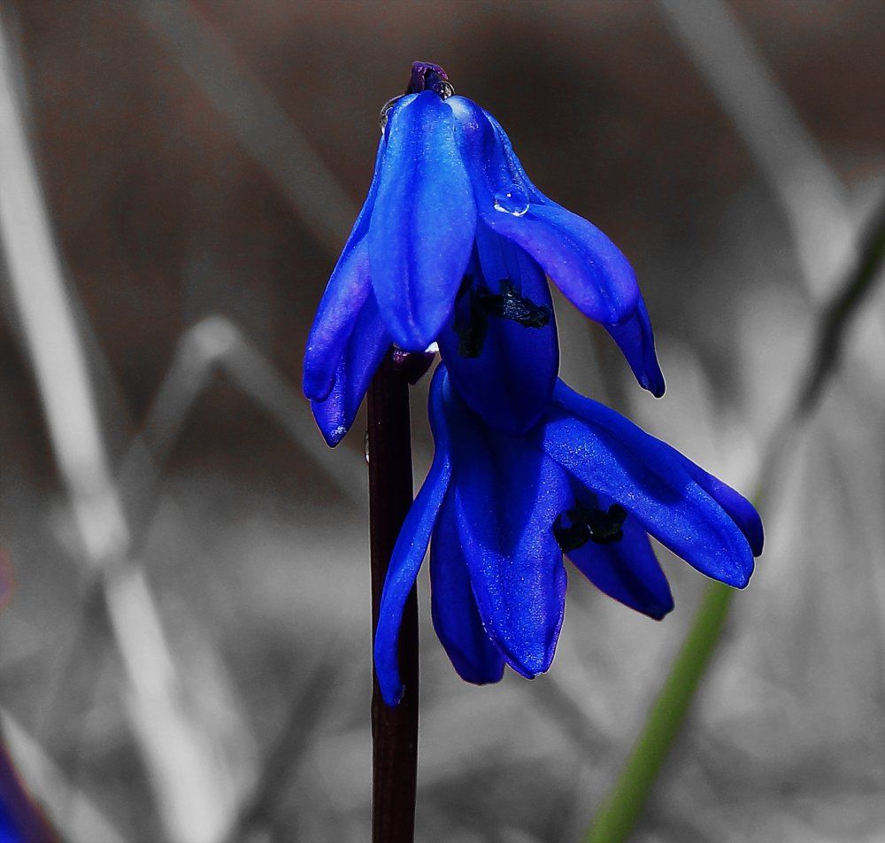 природа-капли