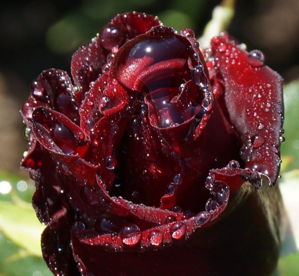 природа-капли