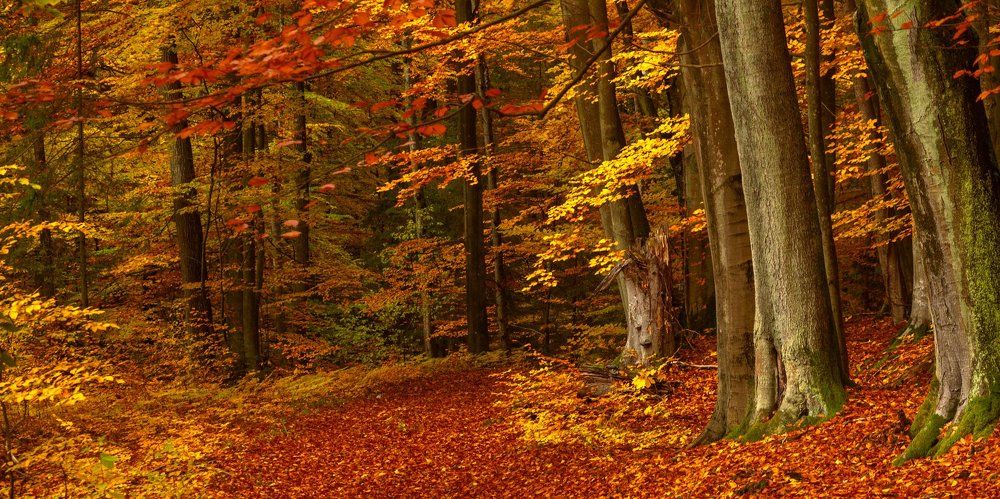 Лесная тропа