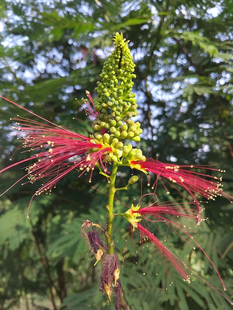 Green Wild Duri Flower