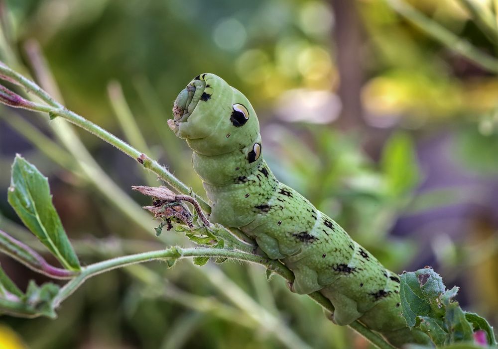 Photograph by Владимир Архипов