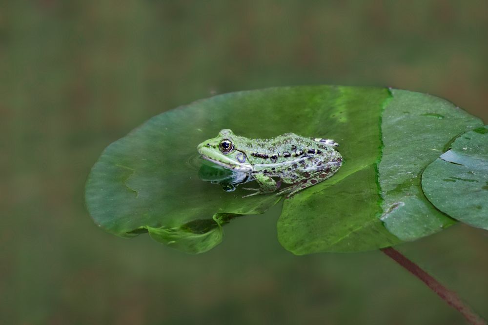 Photograph by Вадим Городницкий