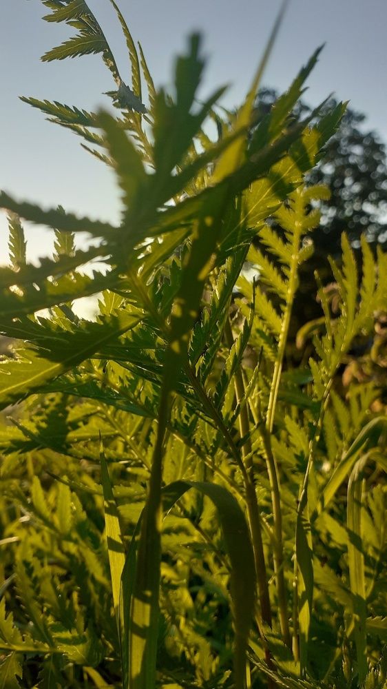 Photograph by Елена Лещева