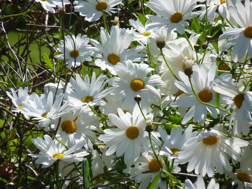 Photograph by SILVIA CLELIA AGOSTINIS