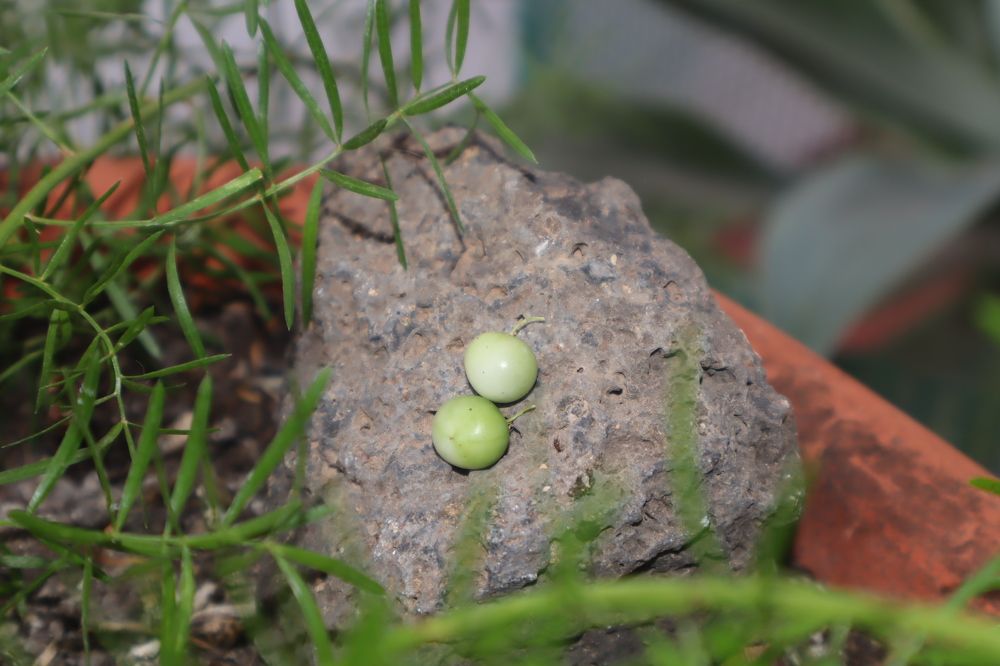 Photograph by Katiaponzini