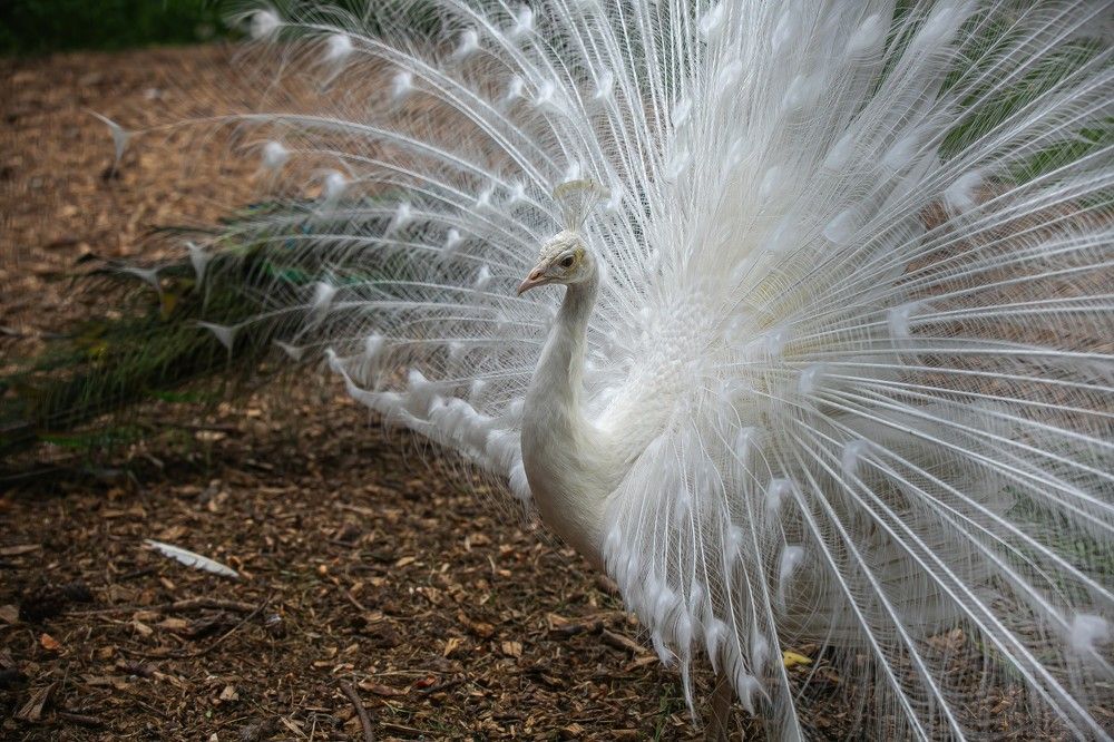 Photograph by Очева Наталья Александровна