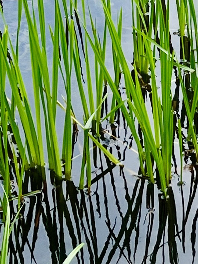 Фотография автора NATALYA OZHEGOVA