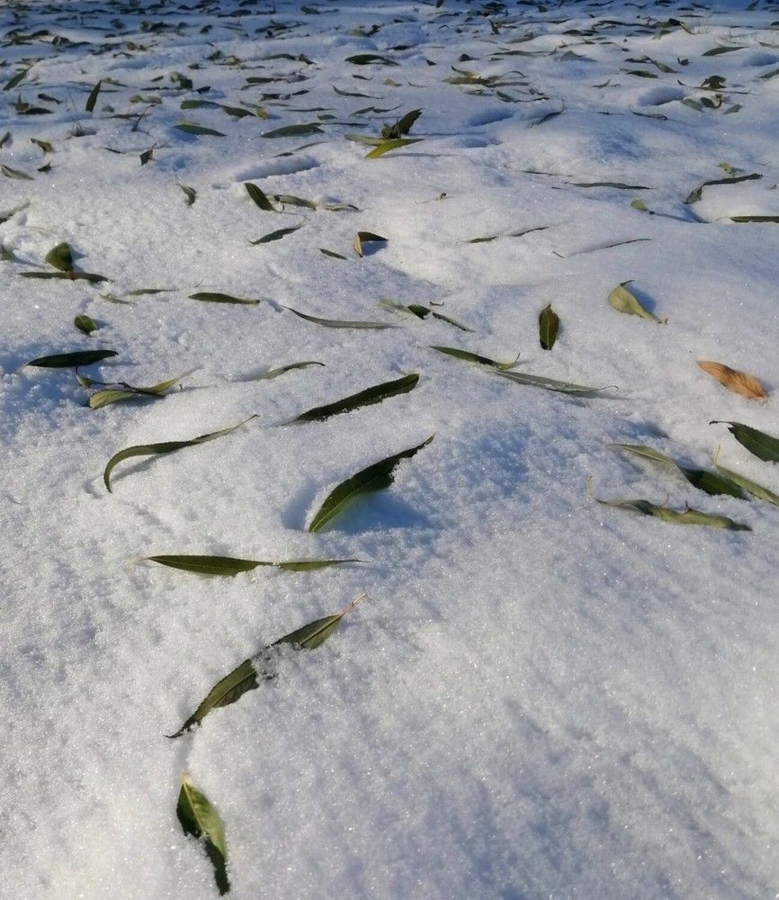 Photograph by Елена Чернякова