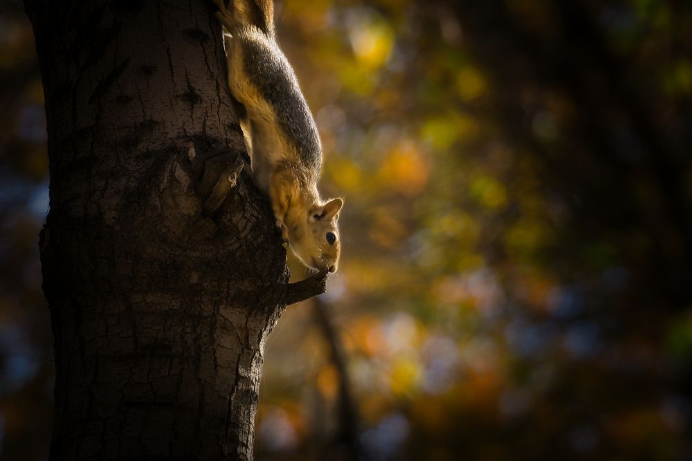 Photograph by Reza Nik