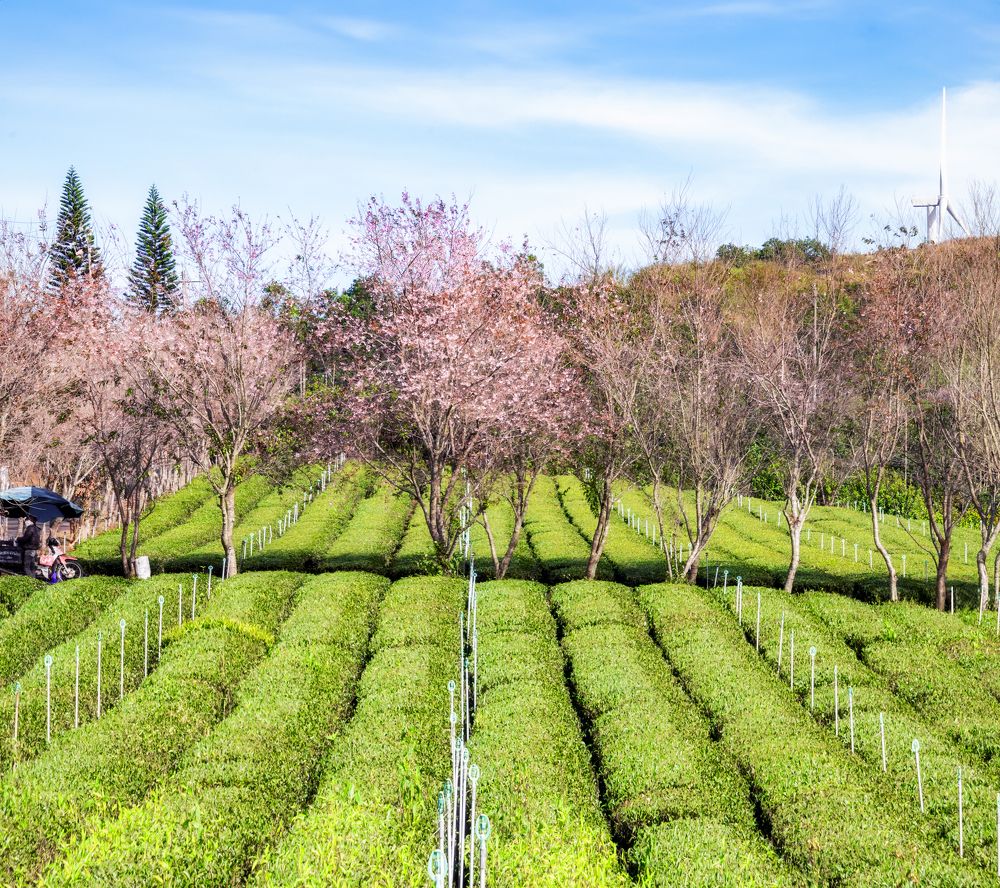 Photograph by Tran Khoa