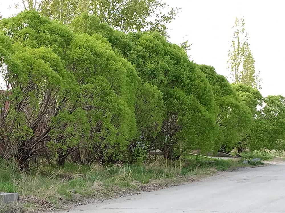 Фотография автора Гольназ