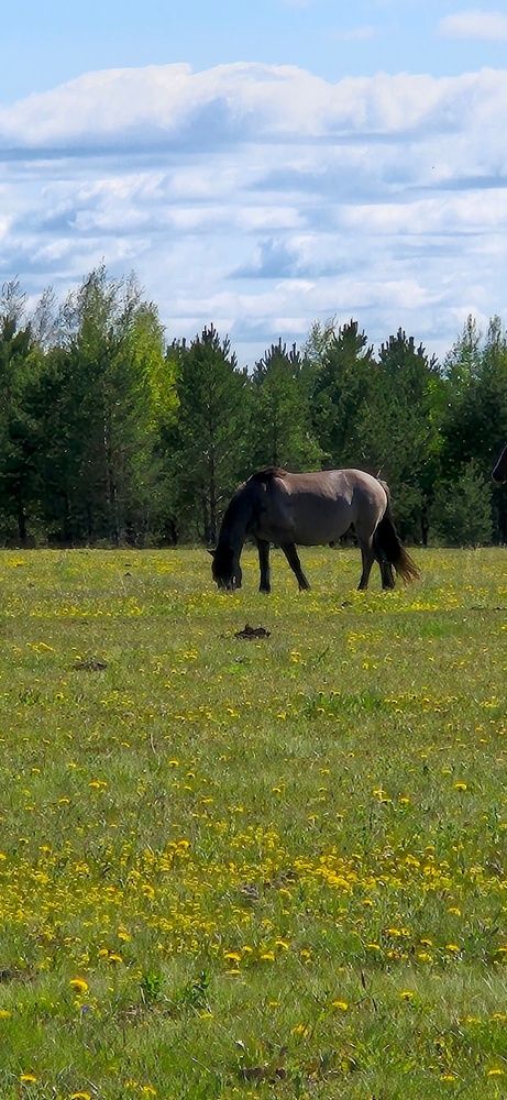 Фотография автора Ольга Мусина