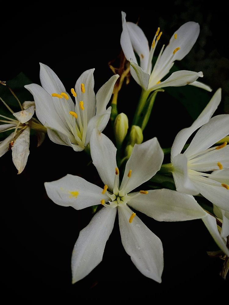 Photograph by Naveena Wimalarathne