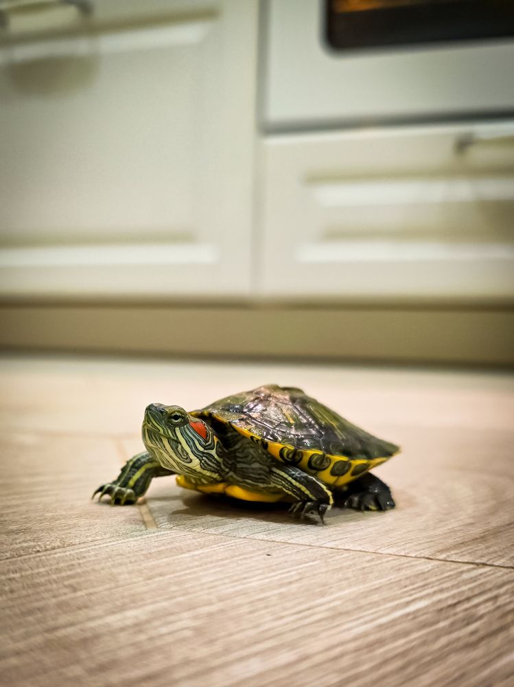 Photograph by Елена Сиушова