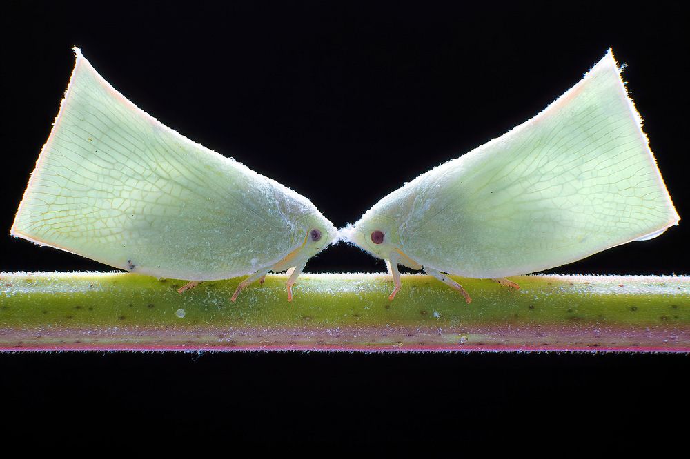 Photograph by Li Chen-You