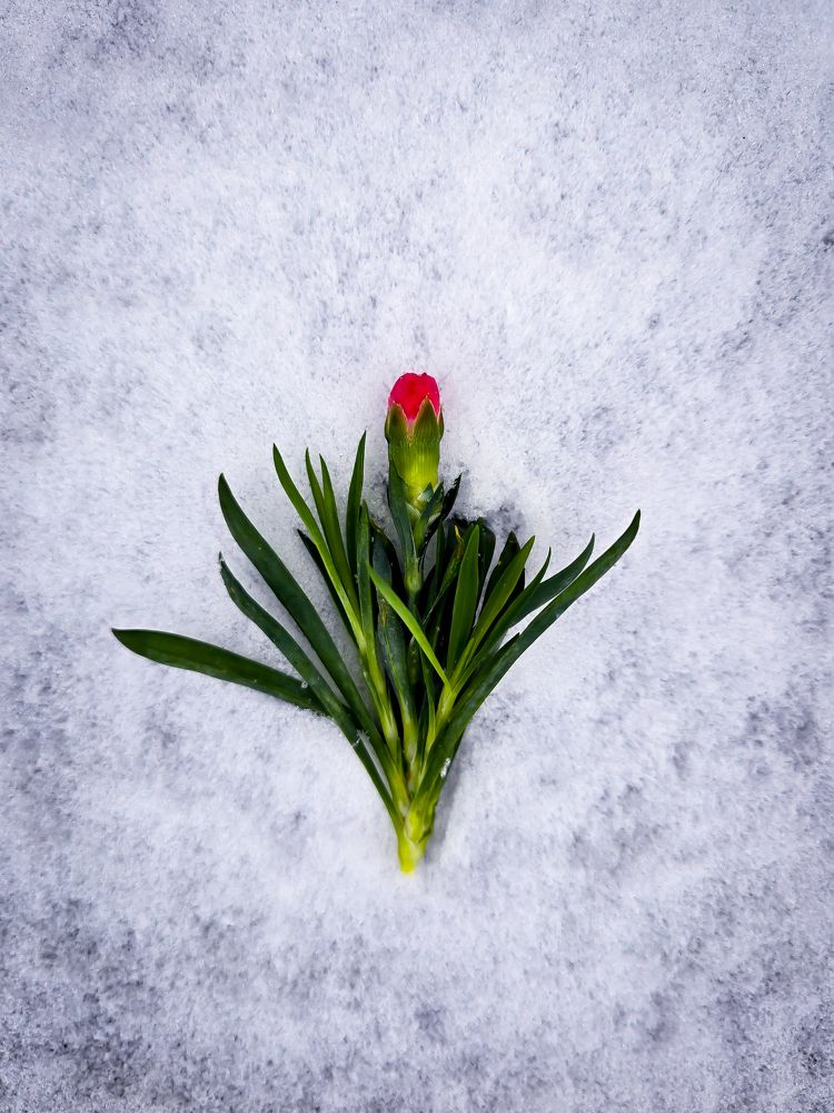 Photograph by Елена Сиушова