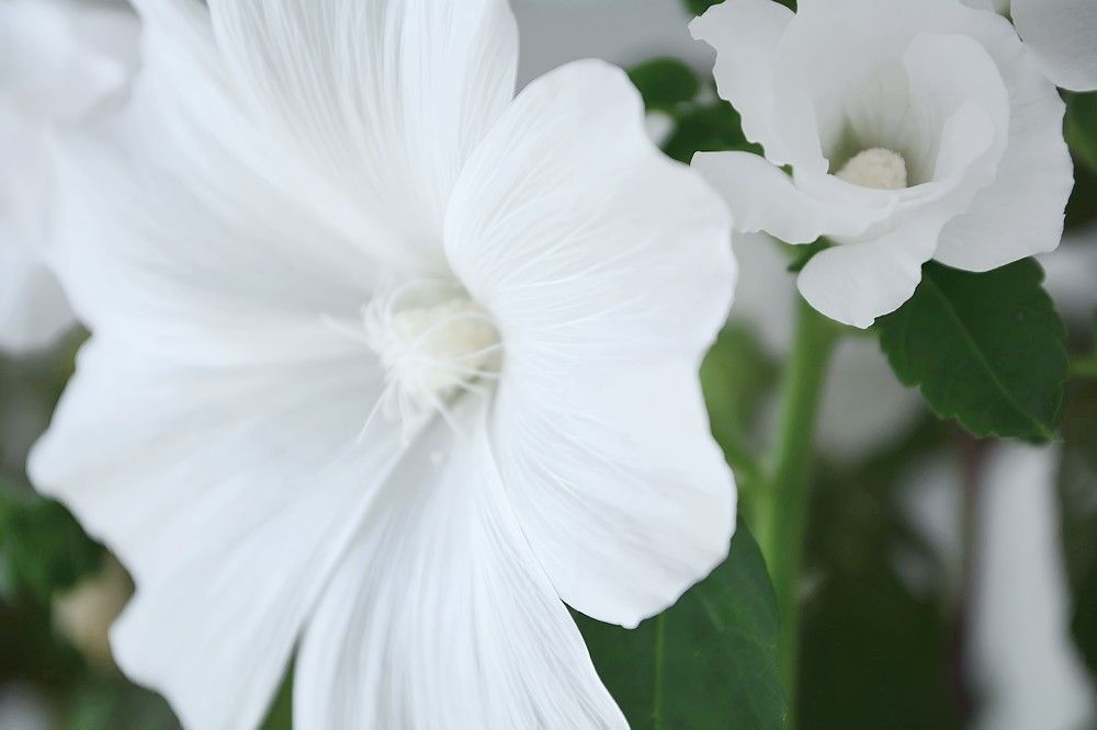 Photograph by София Бояринцева